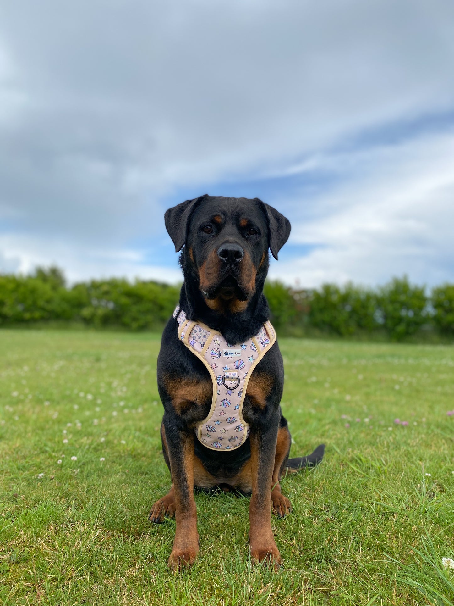 Seaside Treasures (Elite Walkies) Harness
