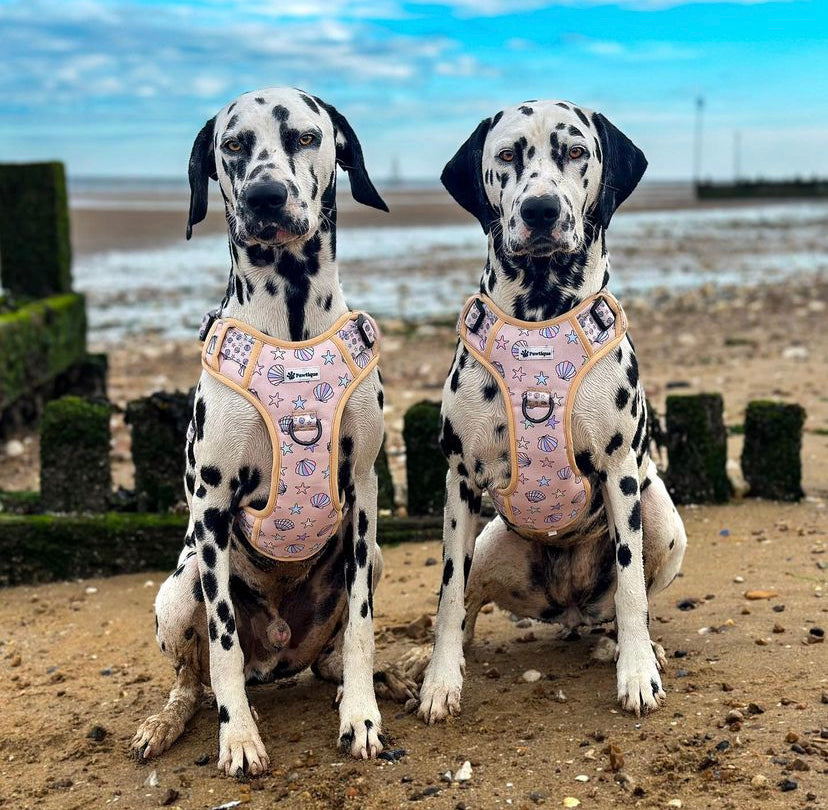 Seaside Treasures (Elite Walkies) Harness