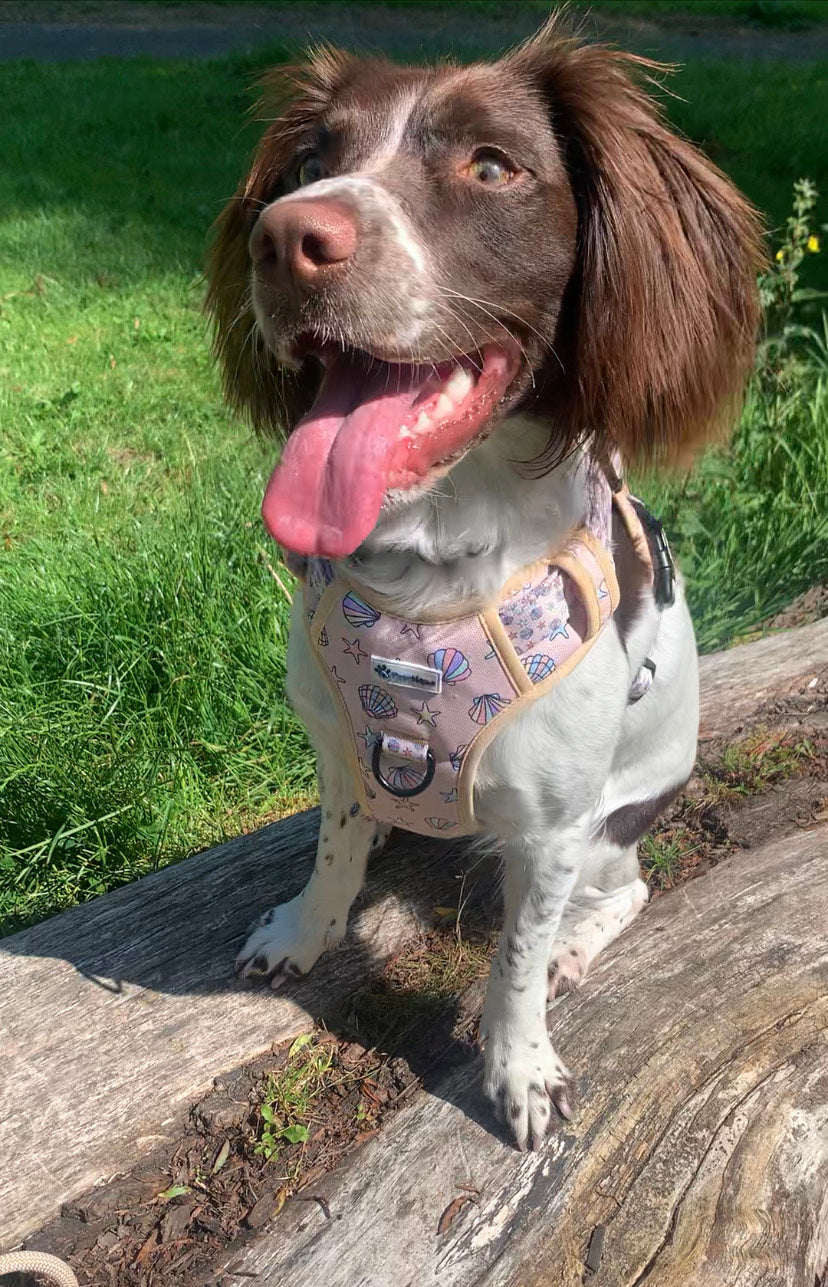 Seaside Treasures (Elite Walkies) Harness