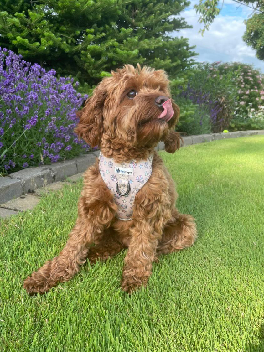 Seaside Treasures Harness