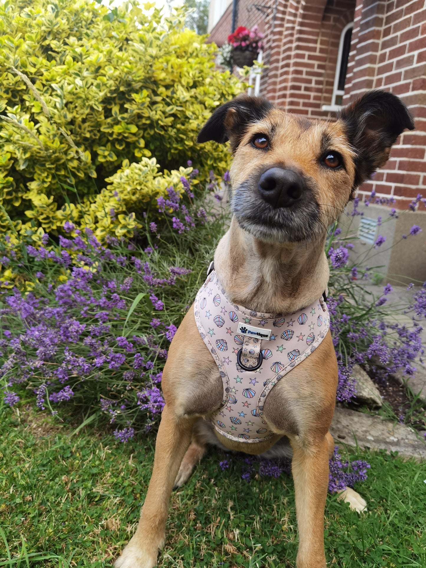 Seaside Treasures Harness
